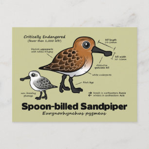 Cartão Postal Estatísticas de Sandpiper de bico aleatório