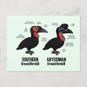Cartão Postal Estatísticas do Ground Hornbil
