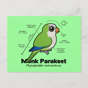 Cartão Postal Estatísticas Monk Parakeet