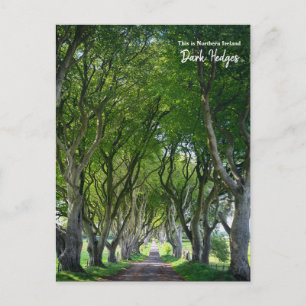 Cartão Postal Este é o Dark Hedge - Irlanda Norte