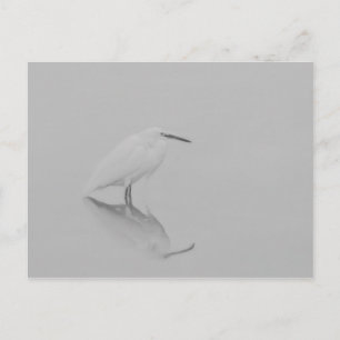 Cartão Postal Esteja ainda Egret