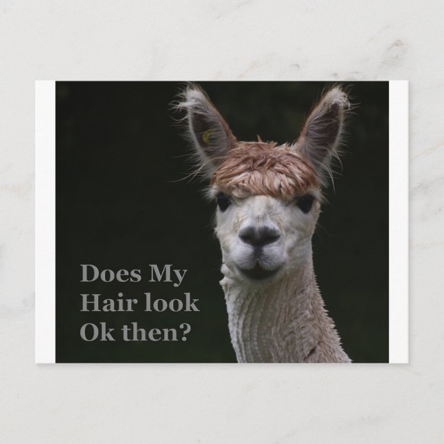 Cartão Postal Estilo engraçado do Alpaca (Frente)
