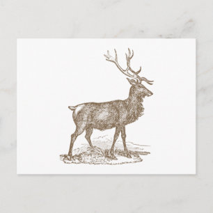 Cartão Postal Estilo Letterpress Do Buck Mule Deer