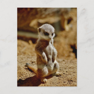 Cartão Postal Estilo Meerkat