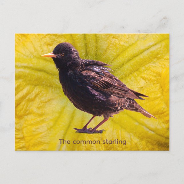 Cartão Postal Estorninho  (Frente)