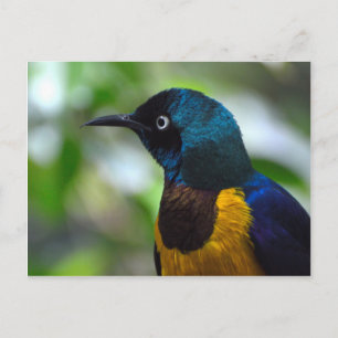Cartão Postal Estorninho-de-peito-dourado
