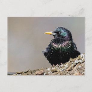 Cartão Postal Estorninho Europeu Iridescente