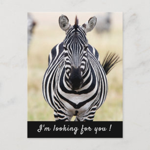 Cartão Postal Estou à tua procura, Zebra, com uma mensagem.