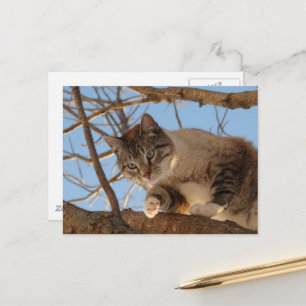 Cartão Postal Estou aqui em cima