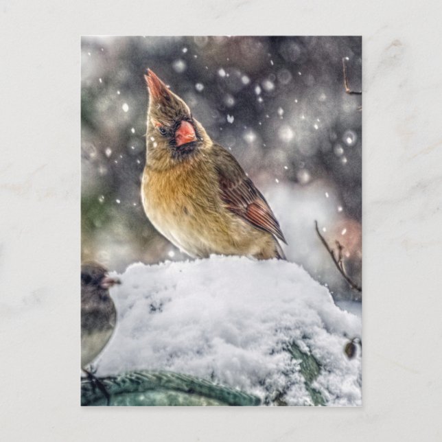 Cartão Postal Estou de olho em você (Frente)