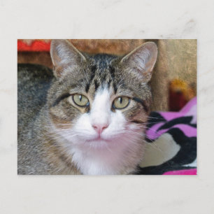 Cartão Postal Estou pensando em gato