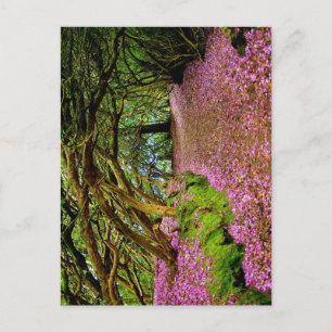 Cartão Postal Estrada das Fadas de Kenmare