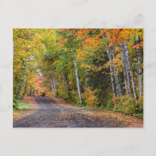 Cartão Postal Estrada de Cascalho com Folhas e Cores de Outono