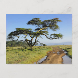 Cartão Postal Estrada de terra primitiva e árvore de acácia, Lag