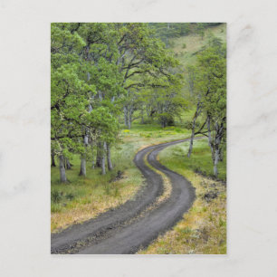 Cartão Postal Estrada rural através de árvores, Oregon