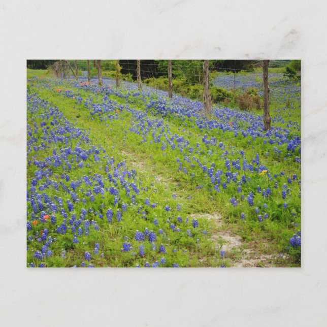 Cartão Postal Estradas de Terra (Frente)