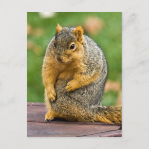 Cartão Postal Estreitando