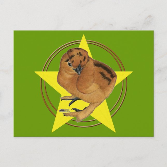 Cartão Postal Estrela de Frango Vermelho Silkie (Frente)