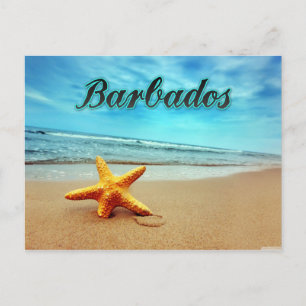 Cartão Postal estrela-do-mar de Barbados