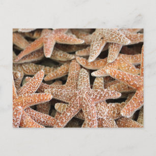 Cartão Postal Estrela do Mar de Starfish
