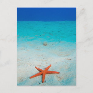Cartão Postal Estrela-do-mar em uma duna de areia submarina