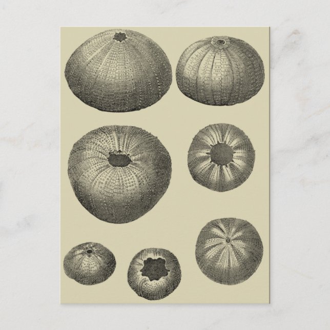 Cartão Postal Estrela do Mar Preta e Branca (Frente)