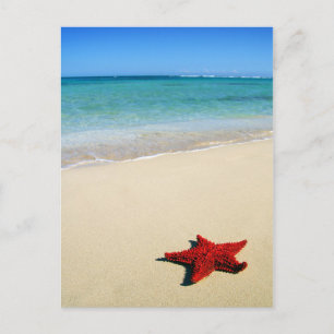 Cartão Postal Estrela-do-Mar Vermelha na Praia de Areia Branca