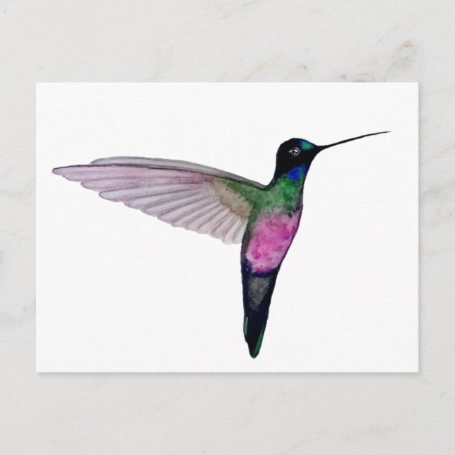 Cartão Postal Estrelabrisa de garganta azul (Frente)