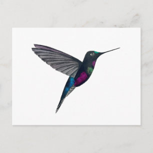 Cartão Postal Estrelabrisa de garganta azul