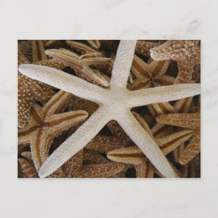 Cartão Postal Estrelas do Mar