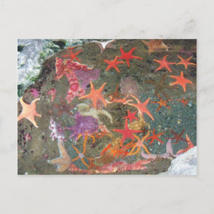 Cartão Postal Estrelas do Mar Coloridas