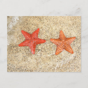 Cartão Postal estrelas-do-mar na praia, na beira do oceano