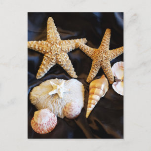 Cartão Postal estrelas do mar praia de sealife foto de vida