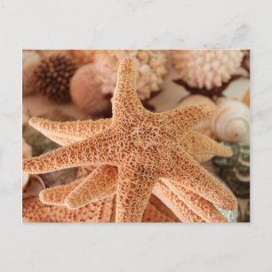 Cartão Postal Estrelas-do-mar secas vendidas como lembranças