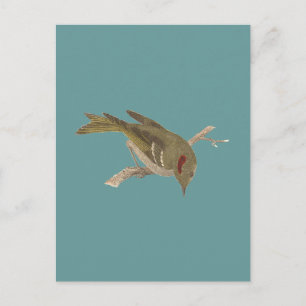 Cartão Postal Estrelinha-de-coroa-ruiva (Regulus calendula)