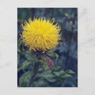 Cartão Postal estrelo amarelo, flor (Centaurea Macrophala)