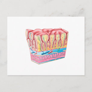 Cartão Postal Estrutura Da Anatomia E Camadas Da Parede Do Estô