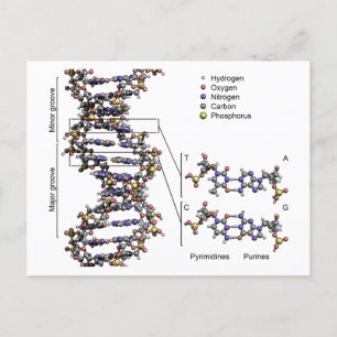 Cartão Postal Estrutura do DNA Diagrama das Bases do Ácido Desox