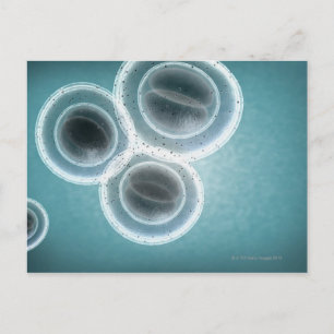 Cartão Postal Estrutura do MRSA