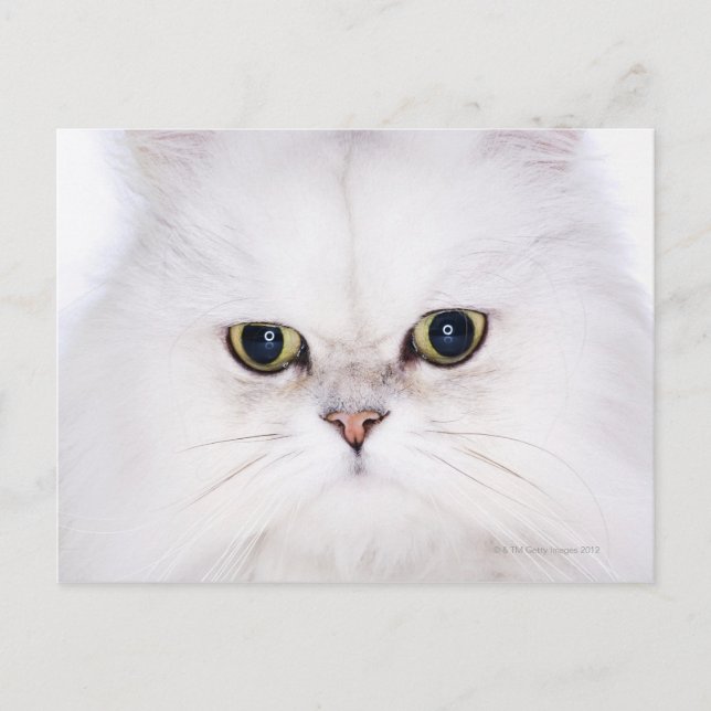 Cartão Postal Estúdio de gato persa branco (Frente)