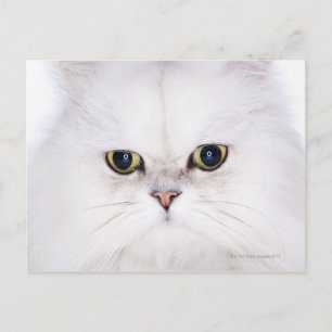 Cartão Postal Estúdio de gato persa branco