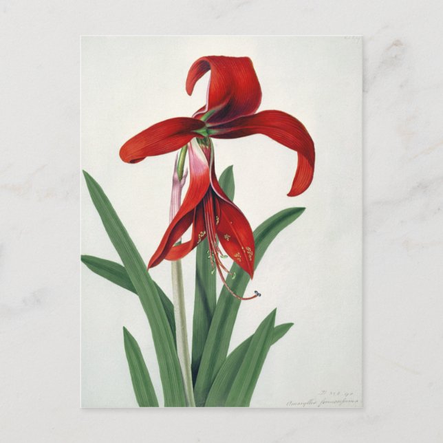 Cartão Postal Estudo da Flor, (Frente)