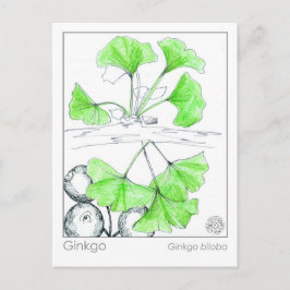 Cartão Postal Estudo da Herba Medicamentosa Ginkgo Biloba