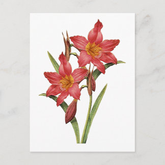 Cartão Postal Estudo de Amaryllis Tropical