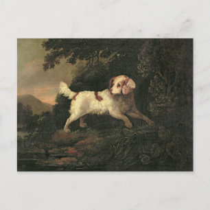 Cartão Postal Estudo de Clumber Spaniel