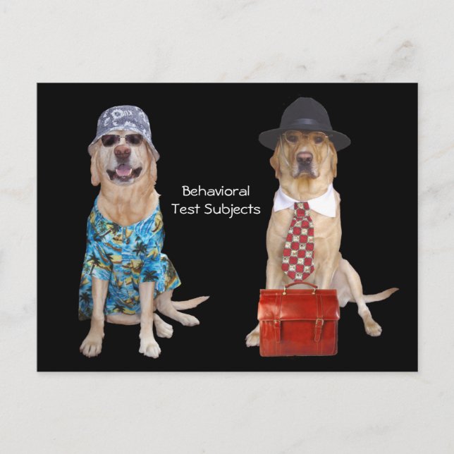 Cartão Postal Estudo de Comportamento Animal/Laboratório/Cão (Frente)