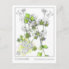 Cartão Postal Estudo de Plantas Herbáceas Medicinais Coriander