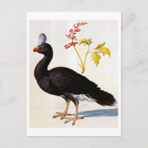 Cartão Postal Estudo de um Curassow Capturado, Arcimboldo