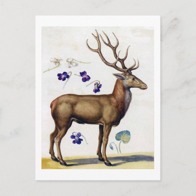 Cartão Postal Estudo de Veado e Flor, Arcimboldo (Frente)