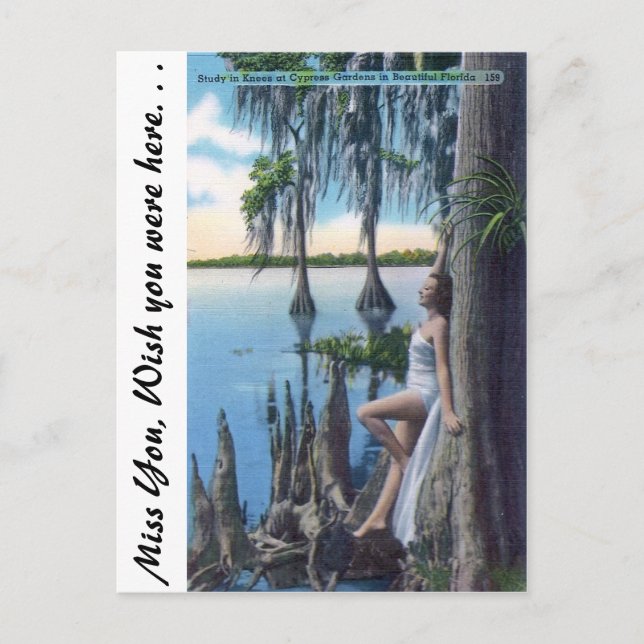 Cartão Postal Estudo dos Knees (Frente)